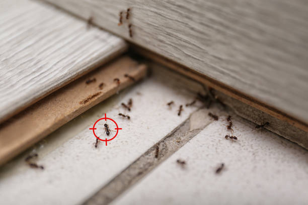 Best Residential Pest Control  in Clarkton, MO