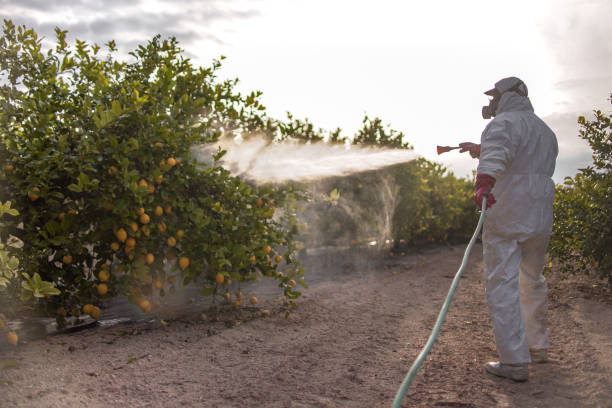 Flea Control Services in Clarkton, MO