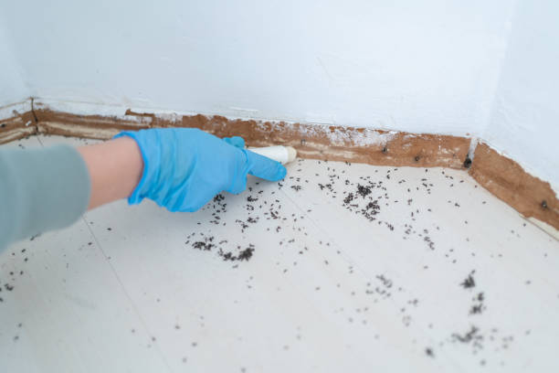 Best Flea Control Services  in Clarkton, MO